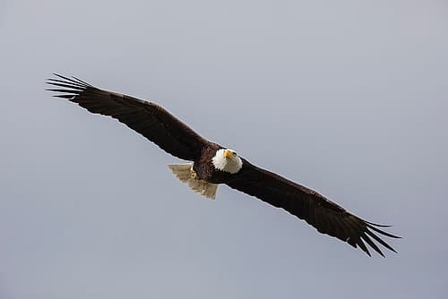 Bald Eagle Art Print